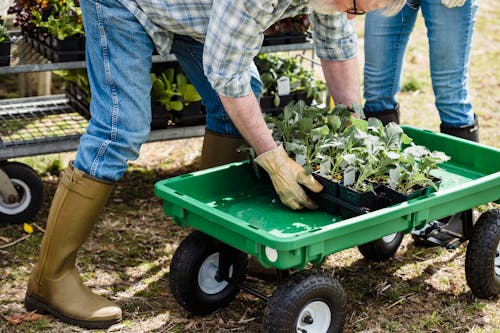 Free Crop unrecognizable farmers carrying box with green plants Stock Photo