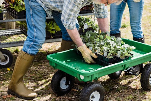 Crop unrecognizable farmers carrying box with green plants