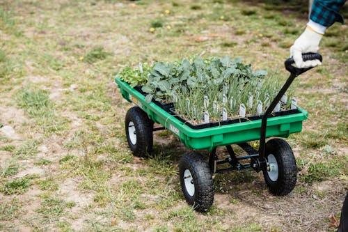 Free From above of crop unrecognizable farmer carrying wheelbarrow with containers full of fresh organic green plants and lettuce on farmland in daytime Stock Photo