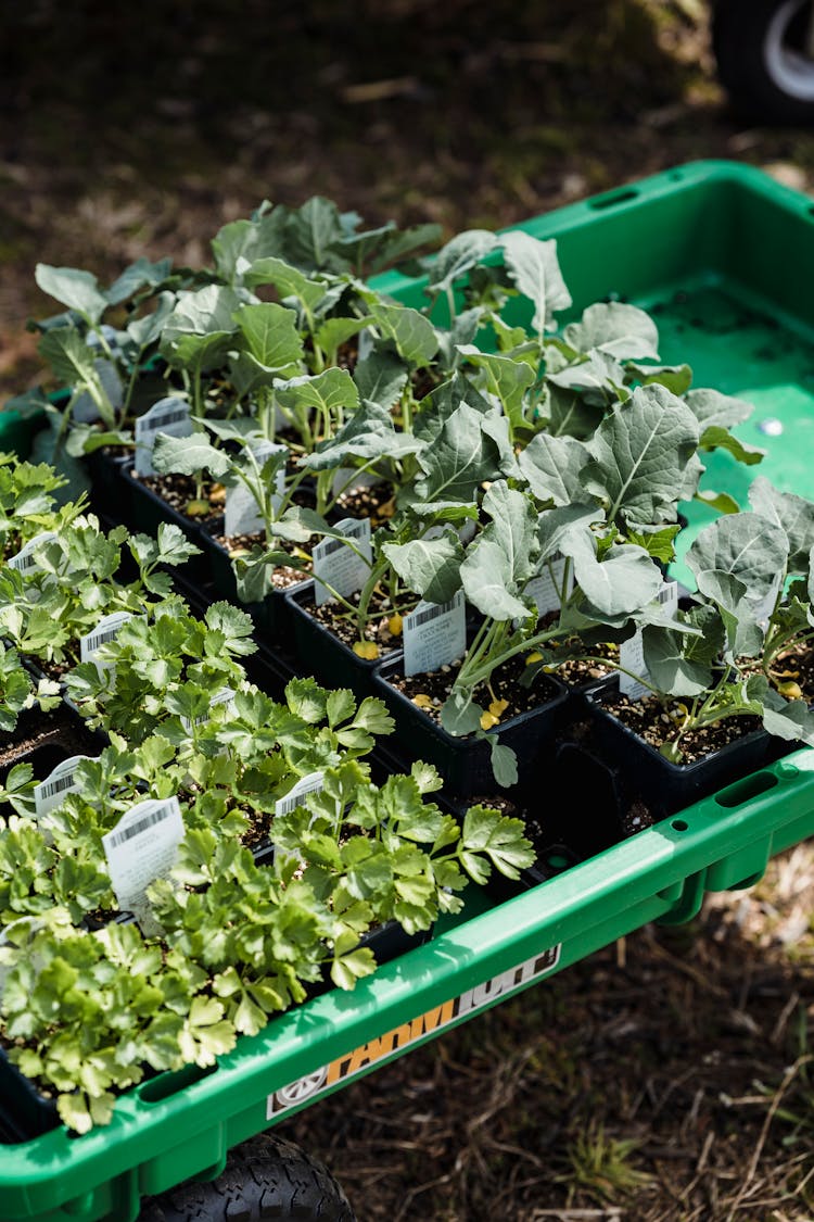 Box Of Fresh Green Plants On Farm Ground