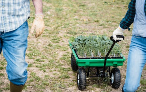 Crop unrecognizable farmers carrying wheelbarrow with green plants