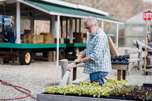 Free Side view of adult male farmer in checkered shirt and jeans with gray hair watering green fresh organic plants while standing on farmland in daytime Stock Photo