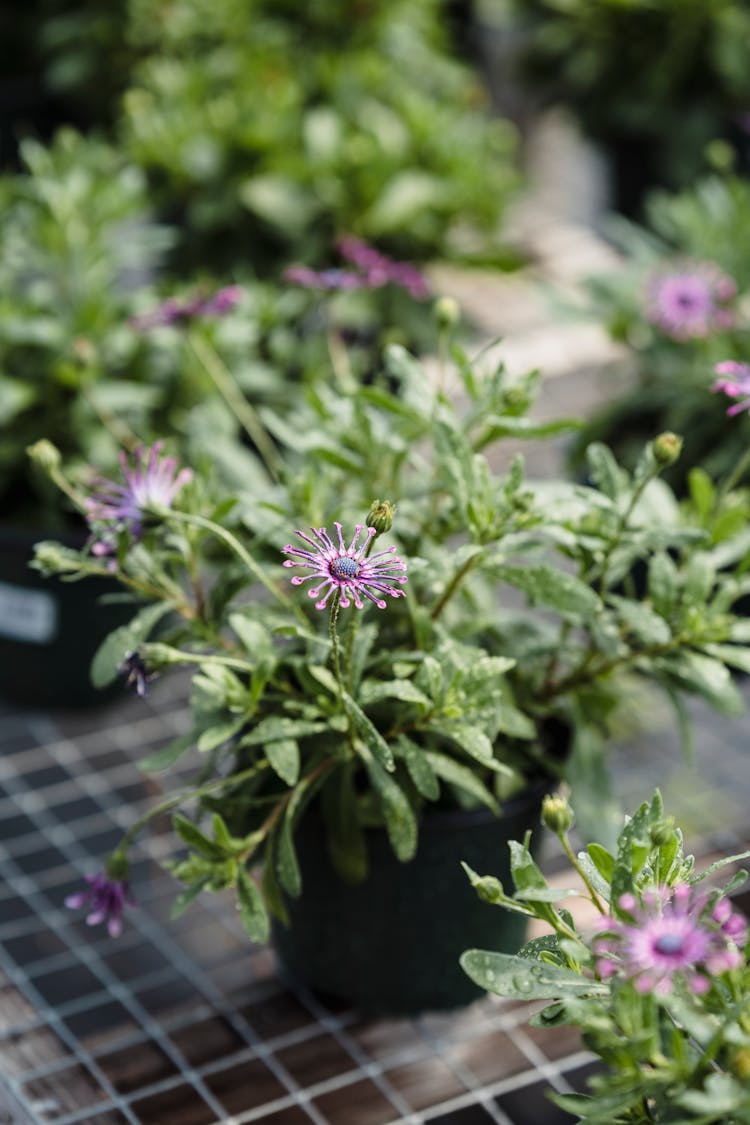 Potted Blooming Purple Flowers With Green Leaves At Table