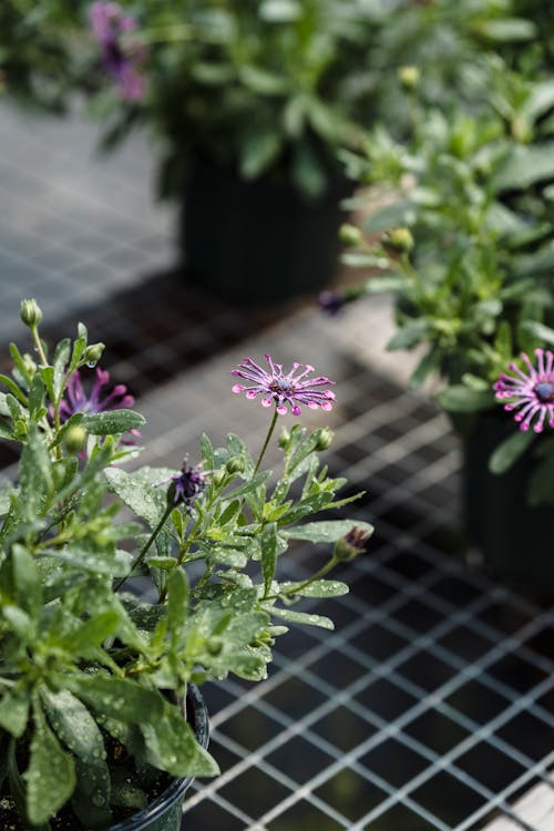 Closeup of small blossoming purple flowers with green leaves growing in pots placed on metal lattice shelf