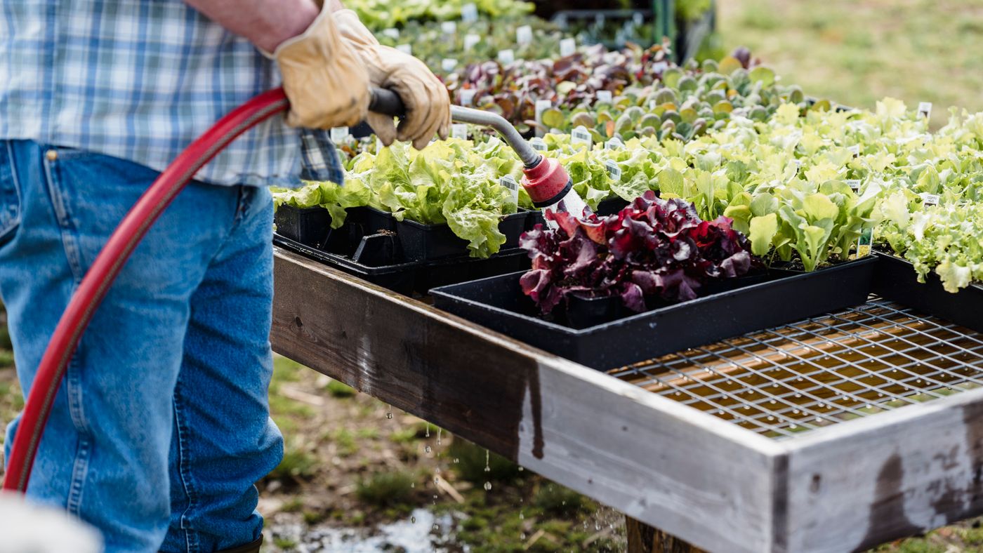 Vegetable Gardening for Beginners: Grow Your Own Food and Save Money