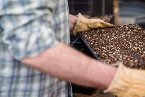 Free Crop anonymous male farmer in checkered shirt removing tray with soil in greenhouse Stock Photo