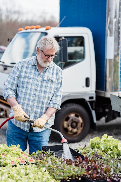 Free Mature male gardener with hose watering green seedlings in containers while working in garden near truck on summer day in countryside Stock Photo