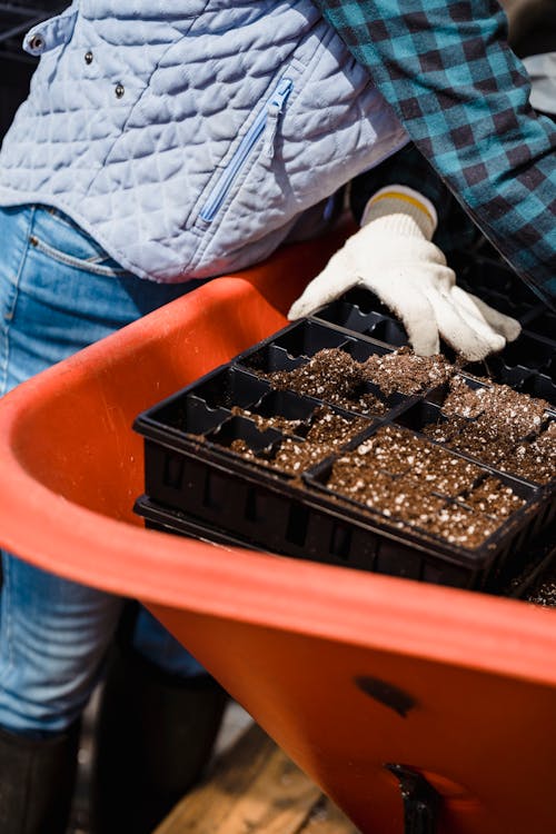 Watering seedlings