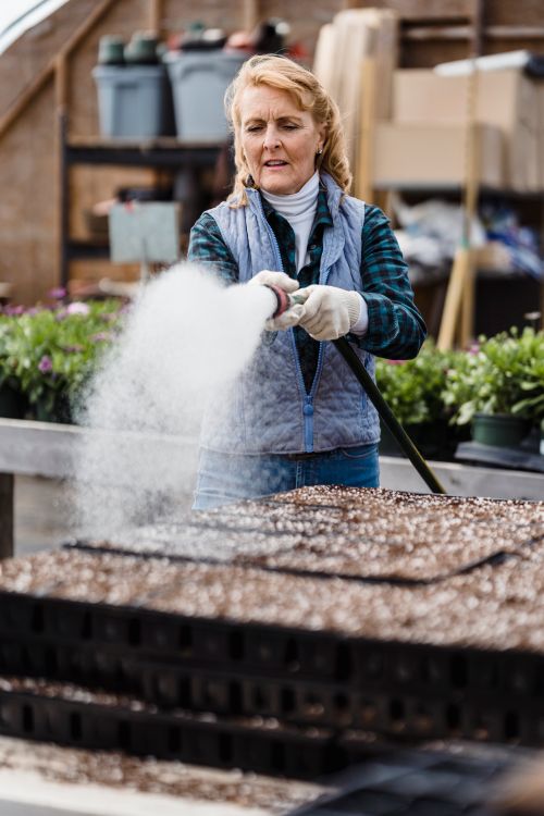 Free Mature female gardener watering containers with planted seeds with hose while standing in garden with plants during work in countryside Stock Photo