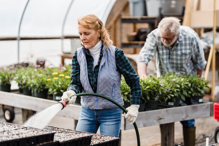 Senior Couple Working In Greenhouse