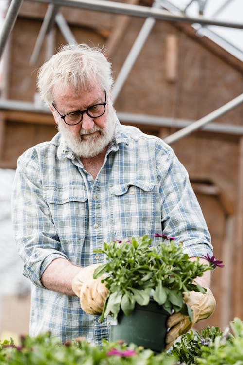 Focused mature male farmer in eyeglasses examining green flowering potted plant in hands while working in greenhouse on summer day
