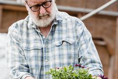Focused mature male farmer in eyeglasses examining green flowering potted plant in hands while working in greenhouse on summer day