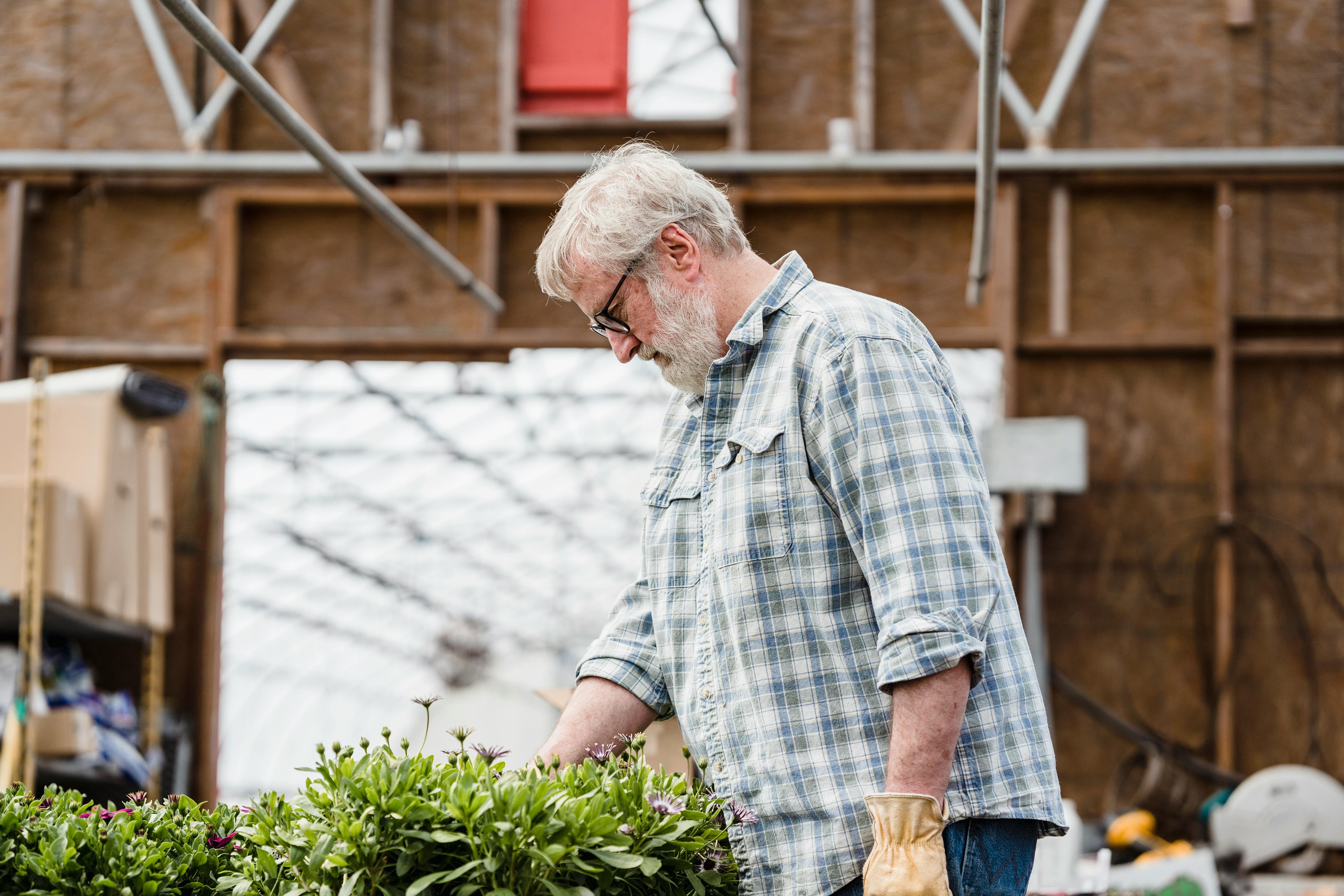 Senior male gardener in plaid shirt carefully tending to plants inside a greenhouse.