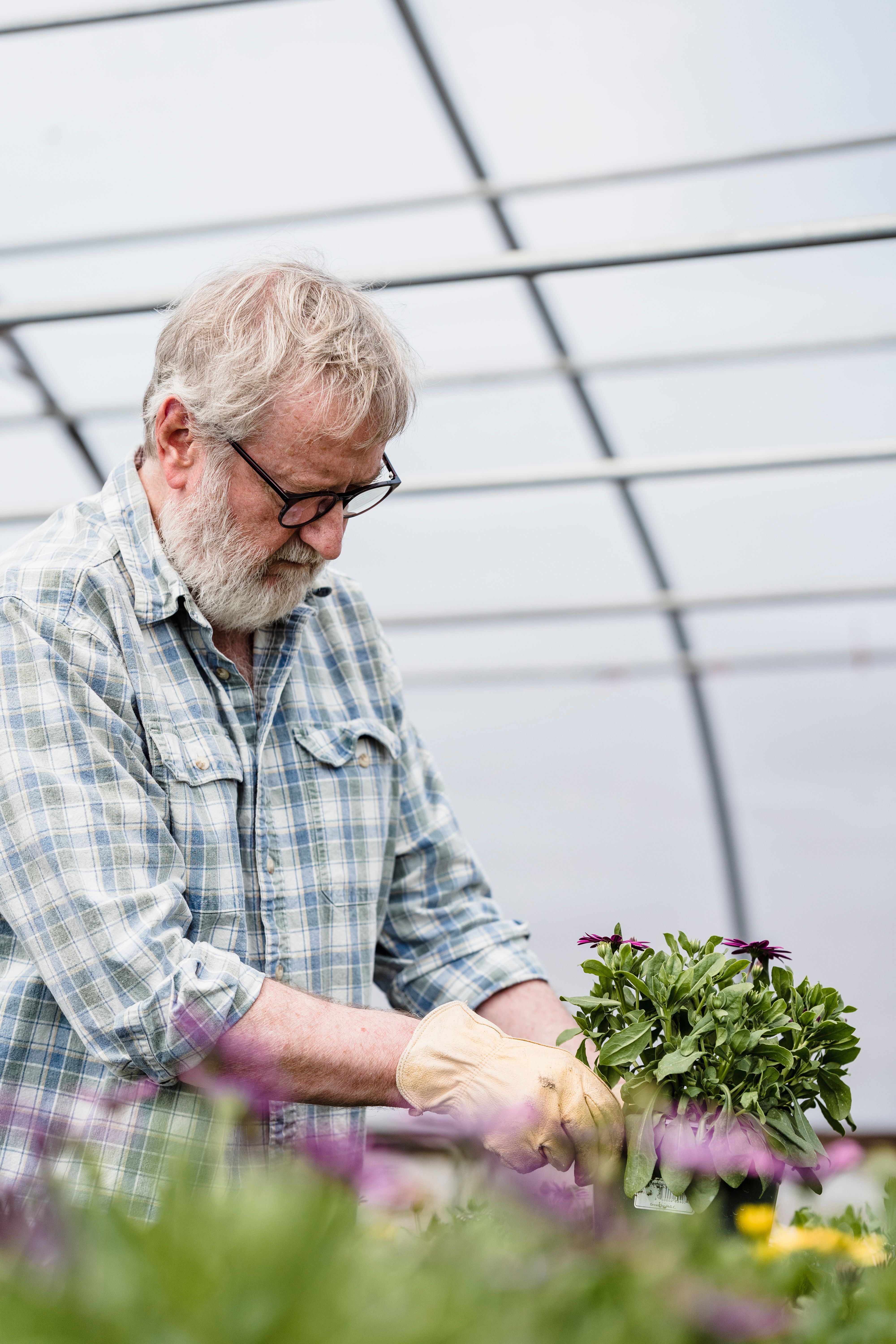 Focused mature bearded male farmer with potted plant in hands standing in hothouse with blurred flowers during work in garden