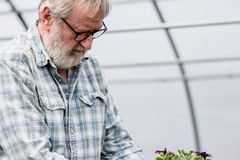 Focused mature bearded male farmer with potted plant in hands standing in hothouse with blurred flowers during work in garden