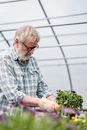 Focused mature bearded male farmer with potted plant in hands standing in hothouse with blurred flowers during work in garden
