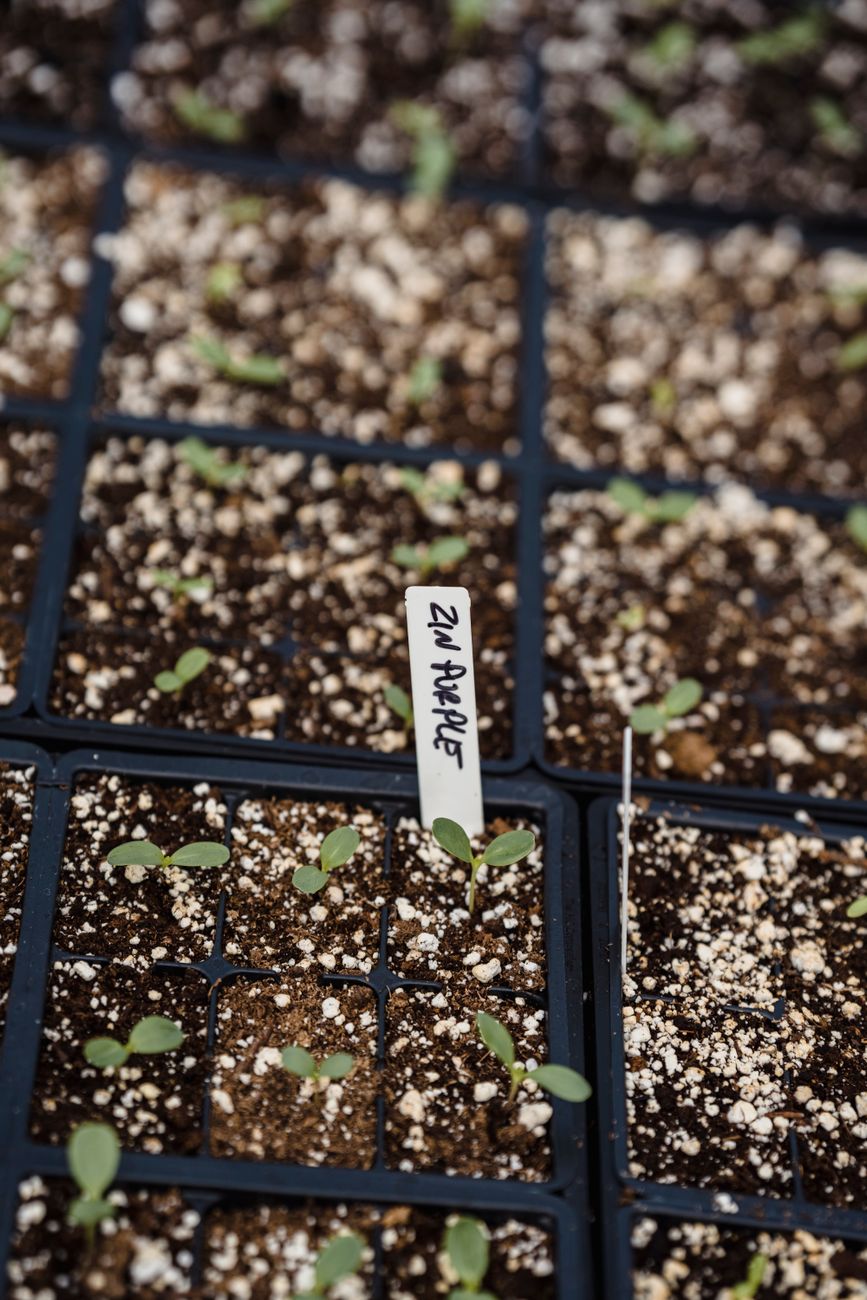 pinching zinnia seedling diagram