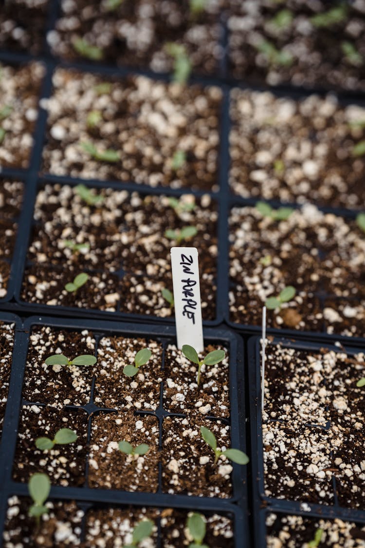 Container With Green Seedlings In Soil