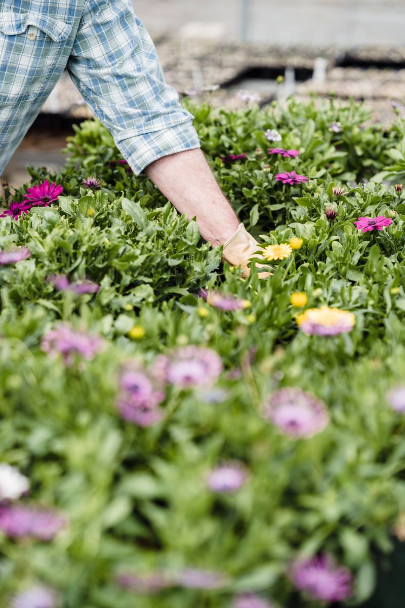 Crop anonymous gardener in checkered shirt touching blooming flowers with green leaves while working in greenhouse on summer day in countryside
