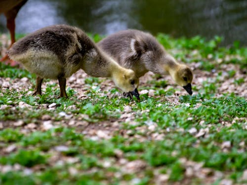 Close-Up Shot of Ducklings on the Grass