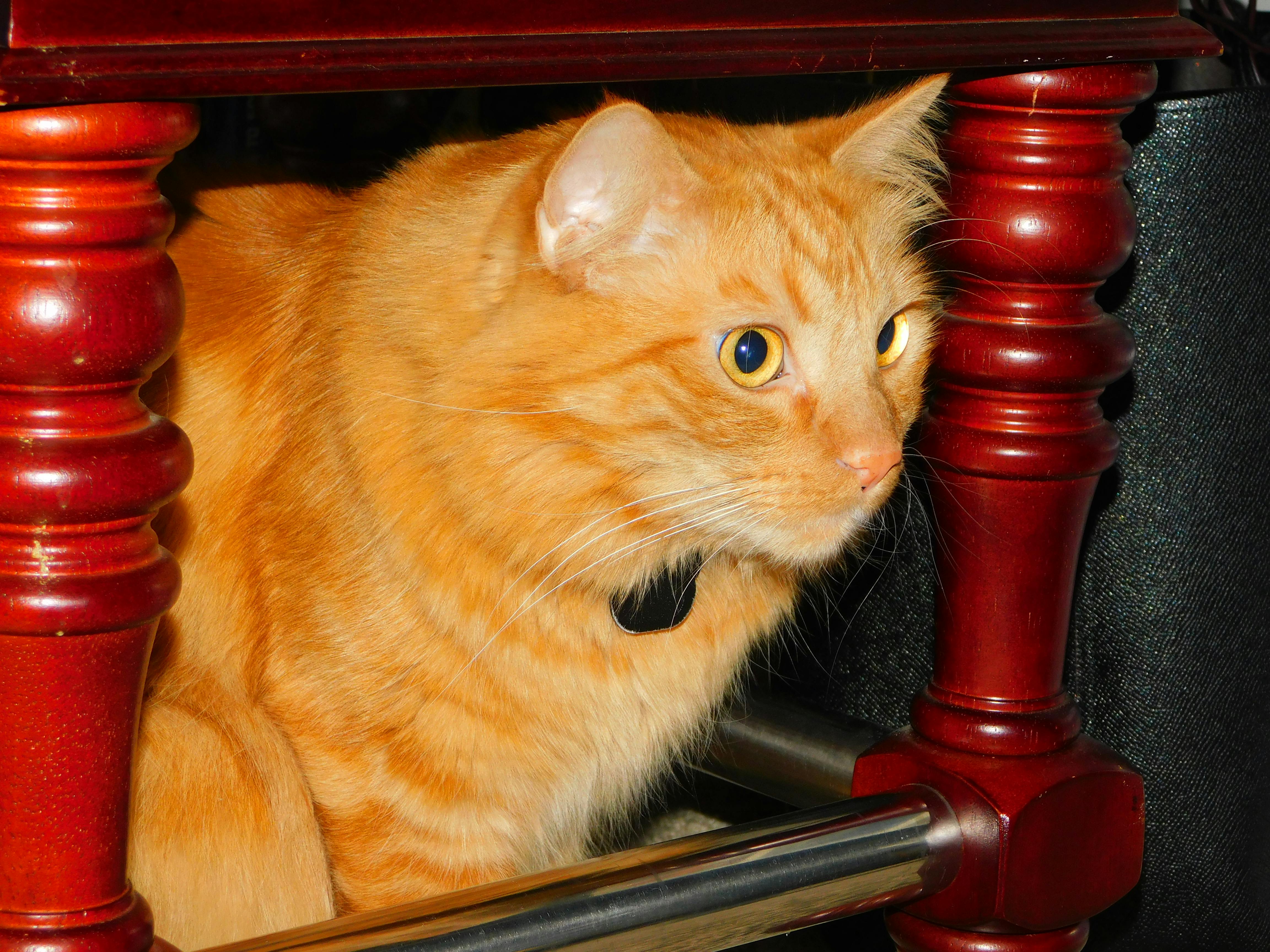Free stock photo of cat, orange, orange cat
