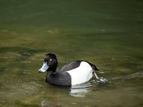 Close-Up Shot of a Tufted Duck on the Pond