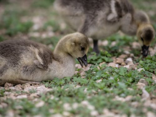 Close-Up Shot of Ducklings on the Grass