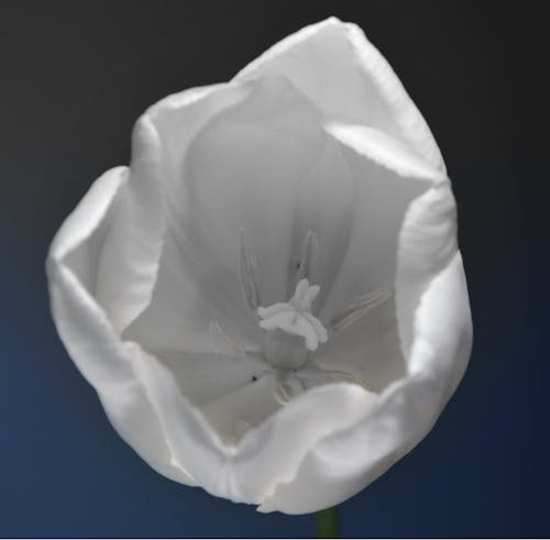 Free stock photo of white tulip