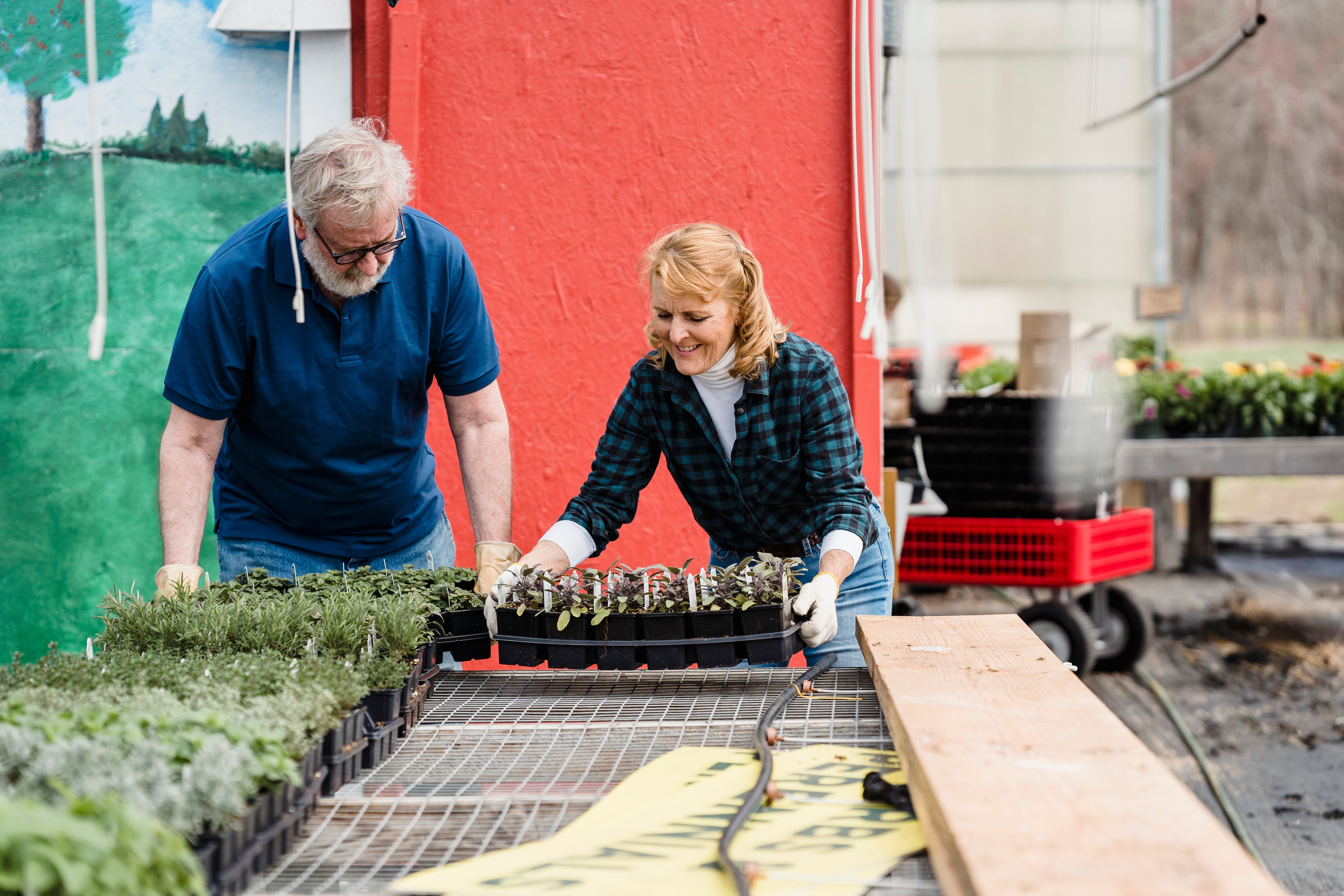 Senior couple gardening, arranging seedling trays in a bright outdoor setting with colorful backdrop.