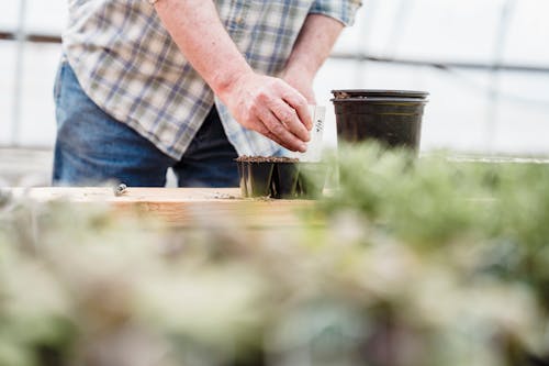 Crop hand of unrecognizable person putting label on plastic pot with seedlings in hothouse