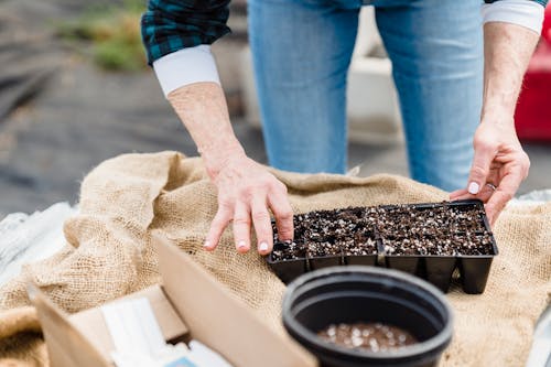 Free A Person Holding a Seedling Tray Stock Photo