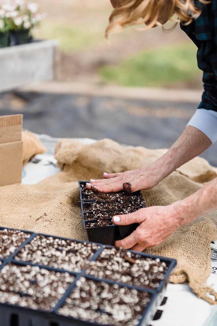 Person Holding A Seedling Tray