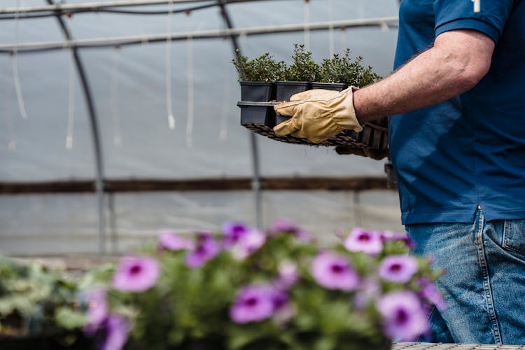 Person Carrying A Seedling Tray