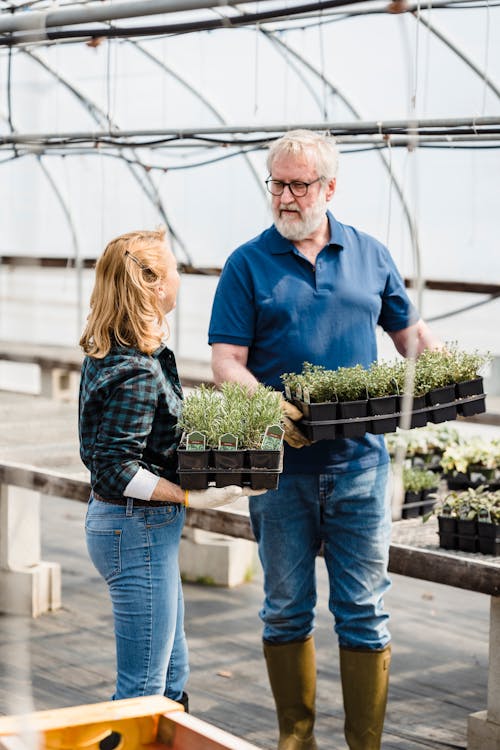 Free Mature male and female farmers standing in light spacious hothouse with tray of potted plants in hands while talking Stock Photo