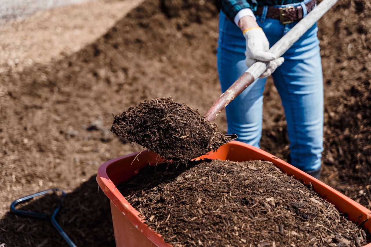 Gardener shovelling dark mulch into a red tub