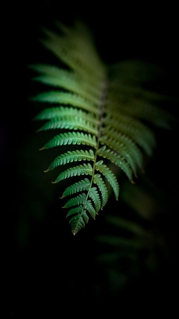 Fotomural Detalle en primer plano de una hoja de helecho verde vibrante aislada sobre un fondo oscuro.