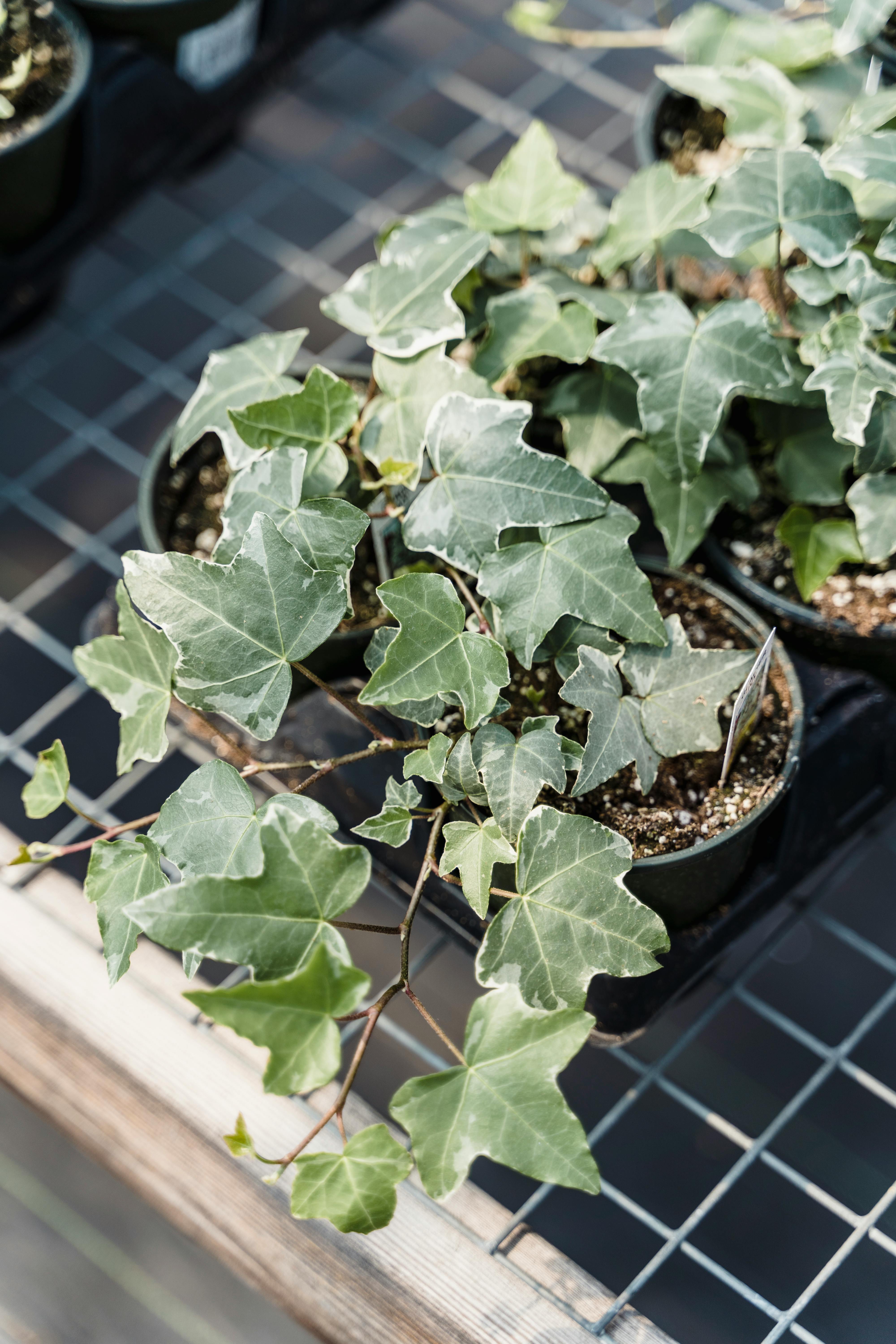 Air-Purifying Plants