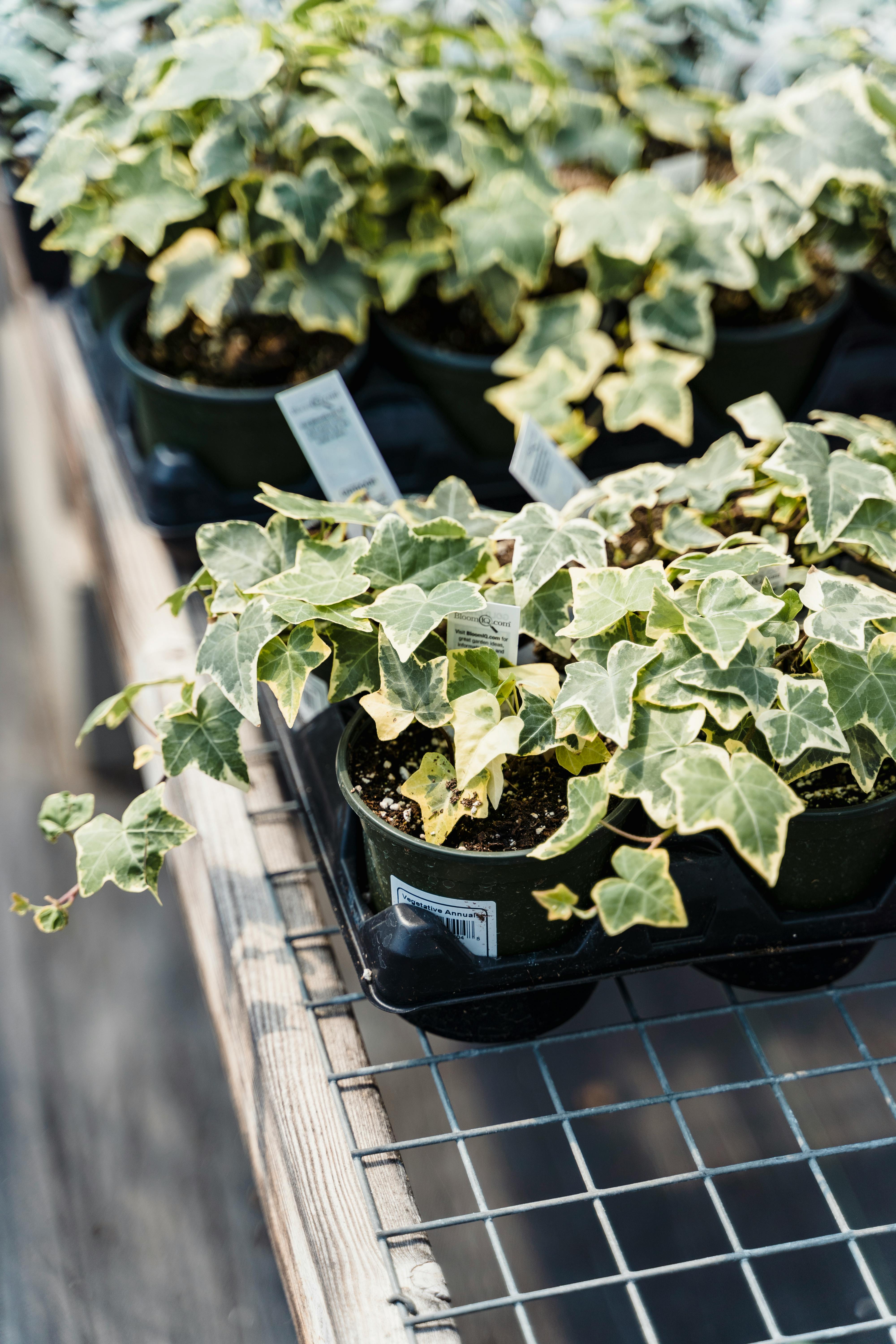 green plants in pots on farm