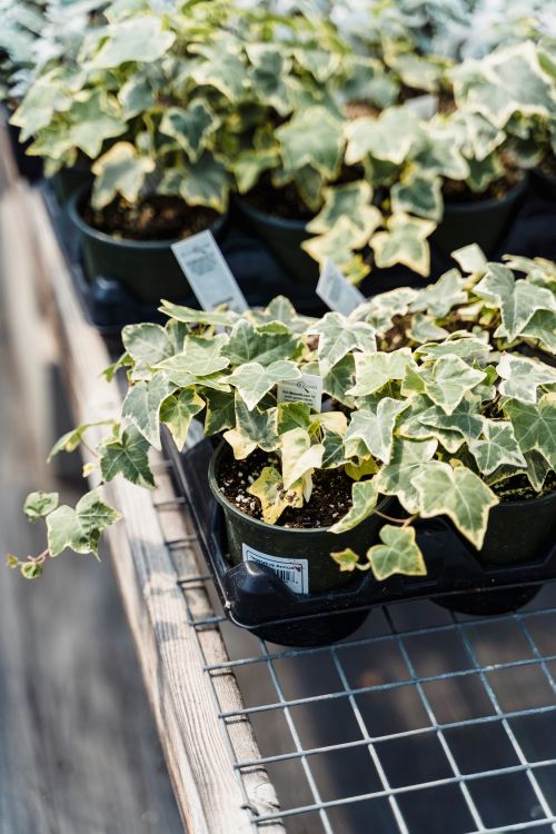 Free Close-up of potted ivy plants in a greenhouse setting, showcasing healthy growth. Stock Photo