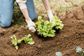 Artwork for Nurturing the Garden of Your Mind: Cultivating Mental Wellness and Resilience