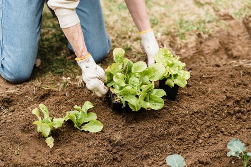 Free Adult gardener planting lettuce seedlings in outdoor garden soil. Stock Photo