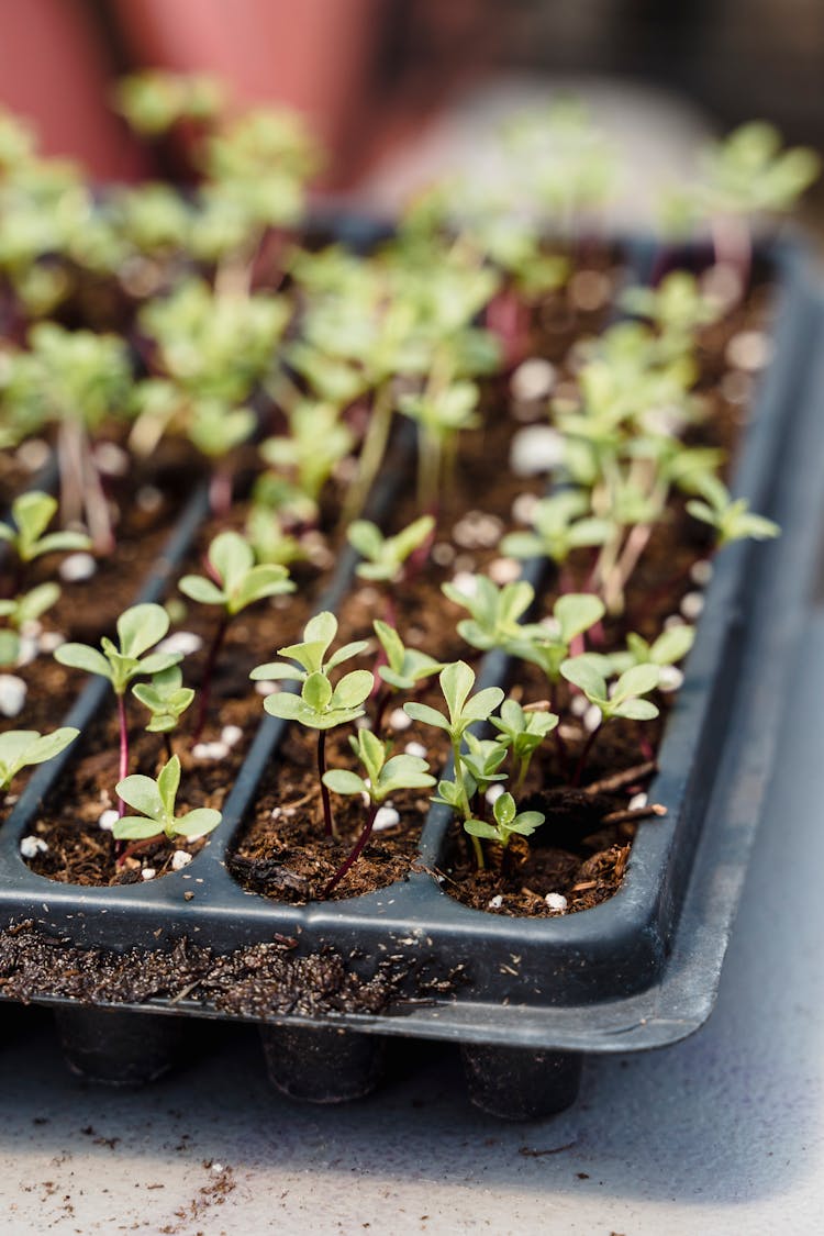 Small Plants In Tray With Soil