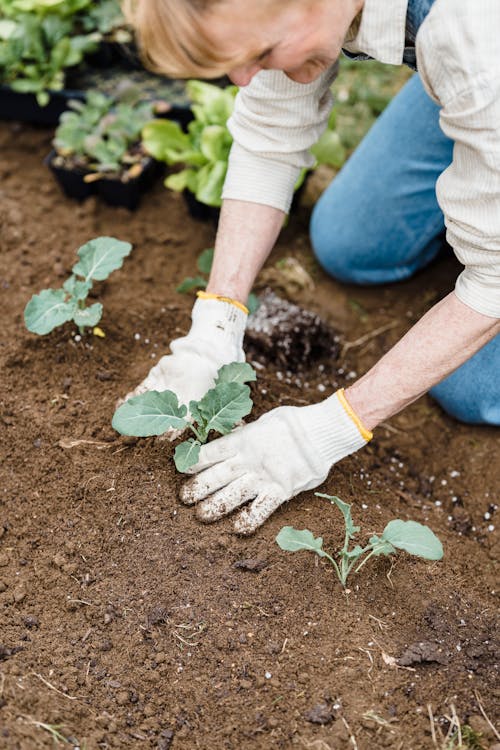 Woman Planting Vegetables on the Garden