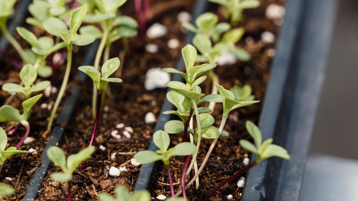 Comment réussir ses semis de légumes dhiver en intérieur
