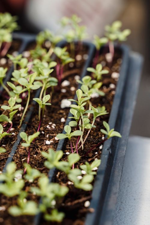 Free Detailed shot of seedlings growing in trays, showcasing the early stages of plant growth in a greenhouse. Stock Photo