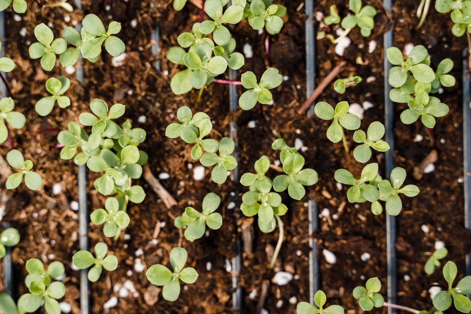 Young seedlings developing in nursery trays