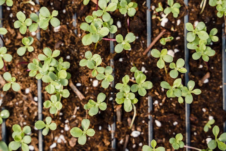 Close-up Of Seedlings Growing In Pots