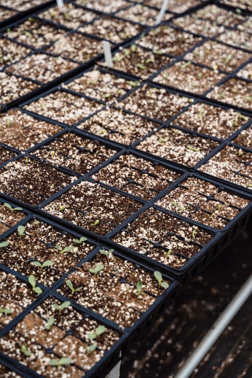 Free Close-up of seedlings in trays, showcasing early plant growth in a greenhouse setting. Stock Photo