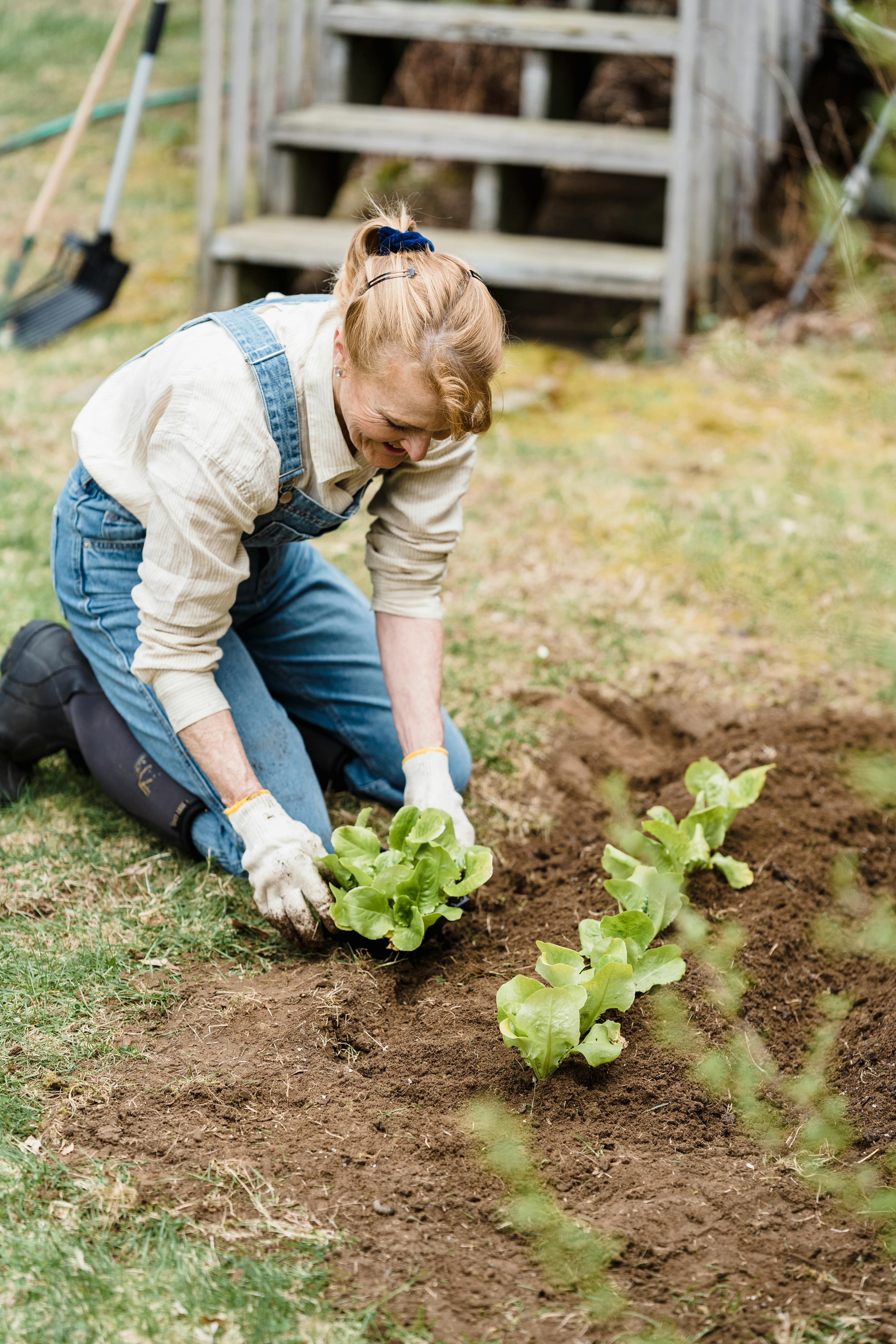Elderly woman in denim overalls gardening outdoors, planting lettuce.