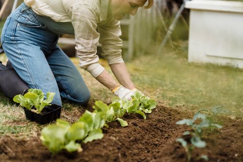 Free A person is skillfully planting lettuce seedlings outdoors in a home garden. Stock Photo